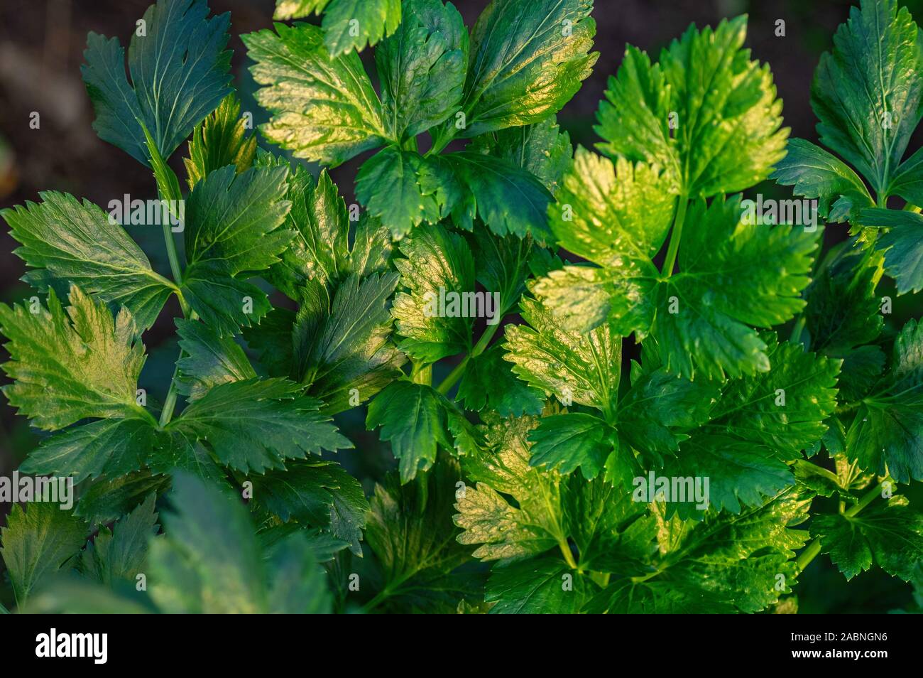 Junge frische grüne Sellerie. Das Konzept des ökologischen Landbaus. Close Up. Stockfoto