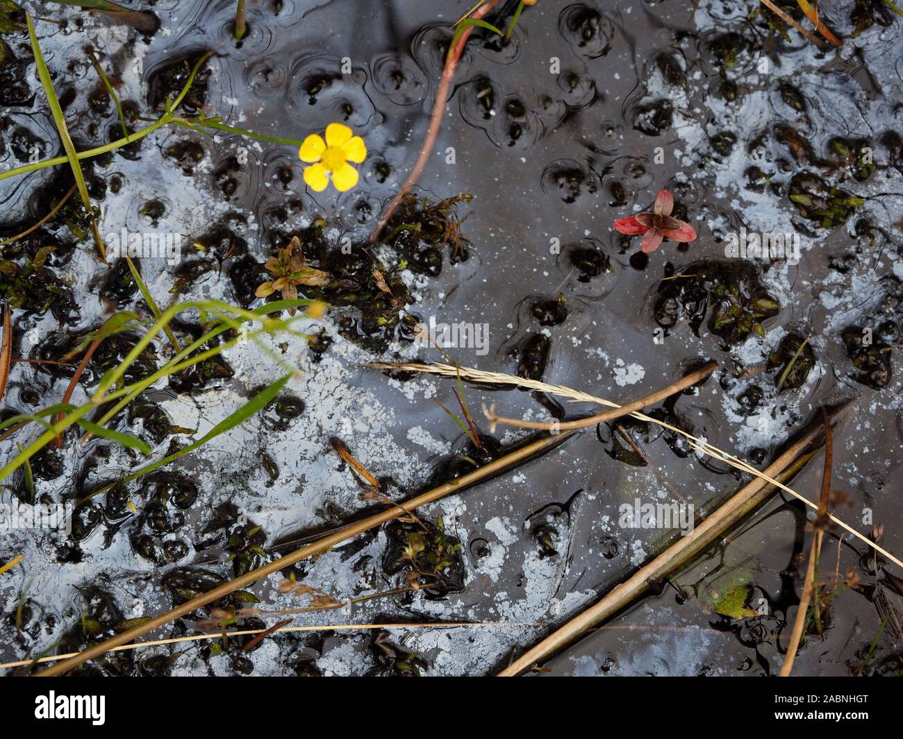 Natürliche bakterielle Film auf dem Wasser mit gelber Blume von geringerer spearwort (Ranunculus flammula) & rote Blätter in einer Pfütze in Swindale, Cumbria, England, Großbritannien Stockfoto