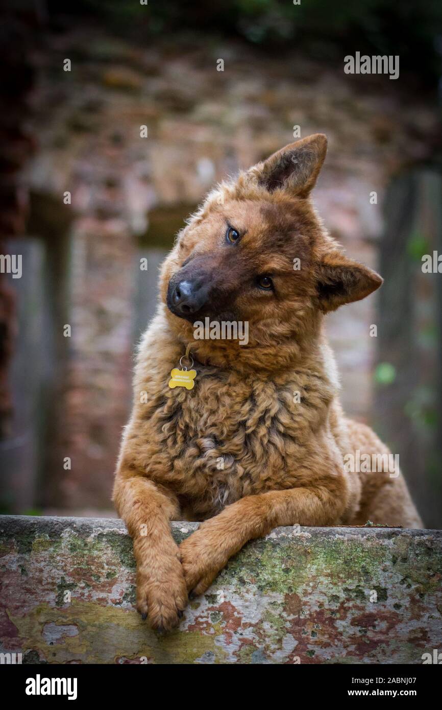 Westerwälder Kuhhund, alte Deutsche Schäferhund, dargestellt liegen in Ruinen Stockfoto