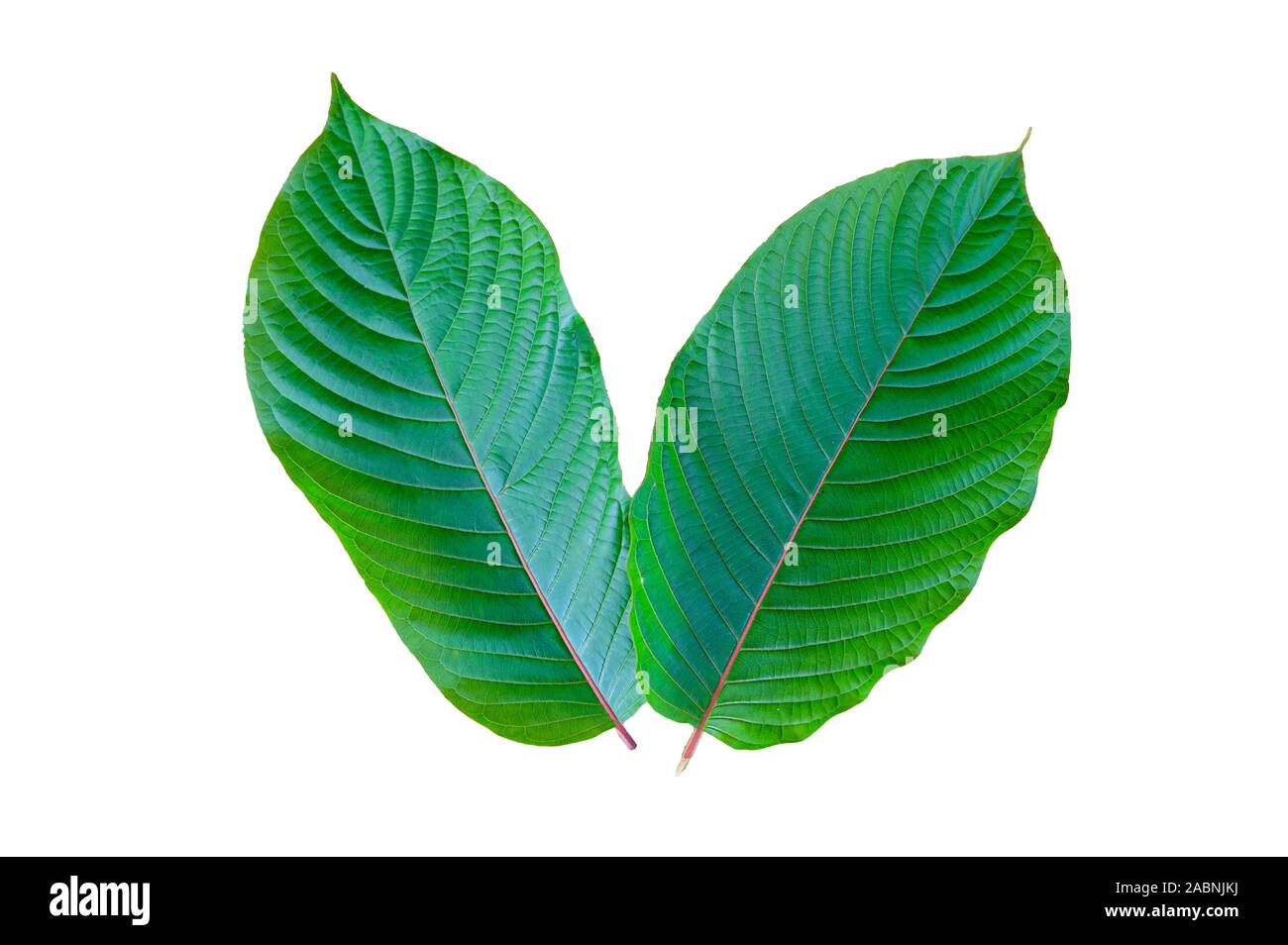 Kratom (Mitragyna speciosa) Grün ist eine Art Droge Stockfoto
