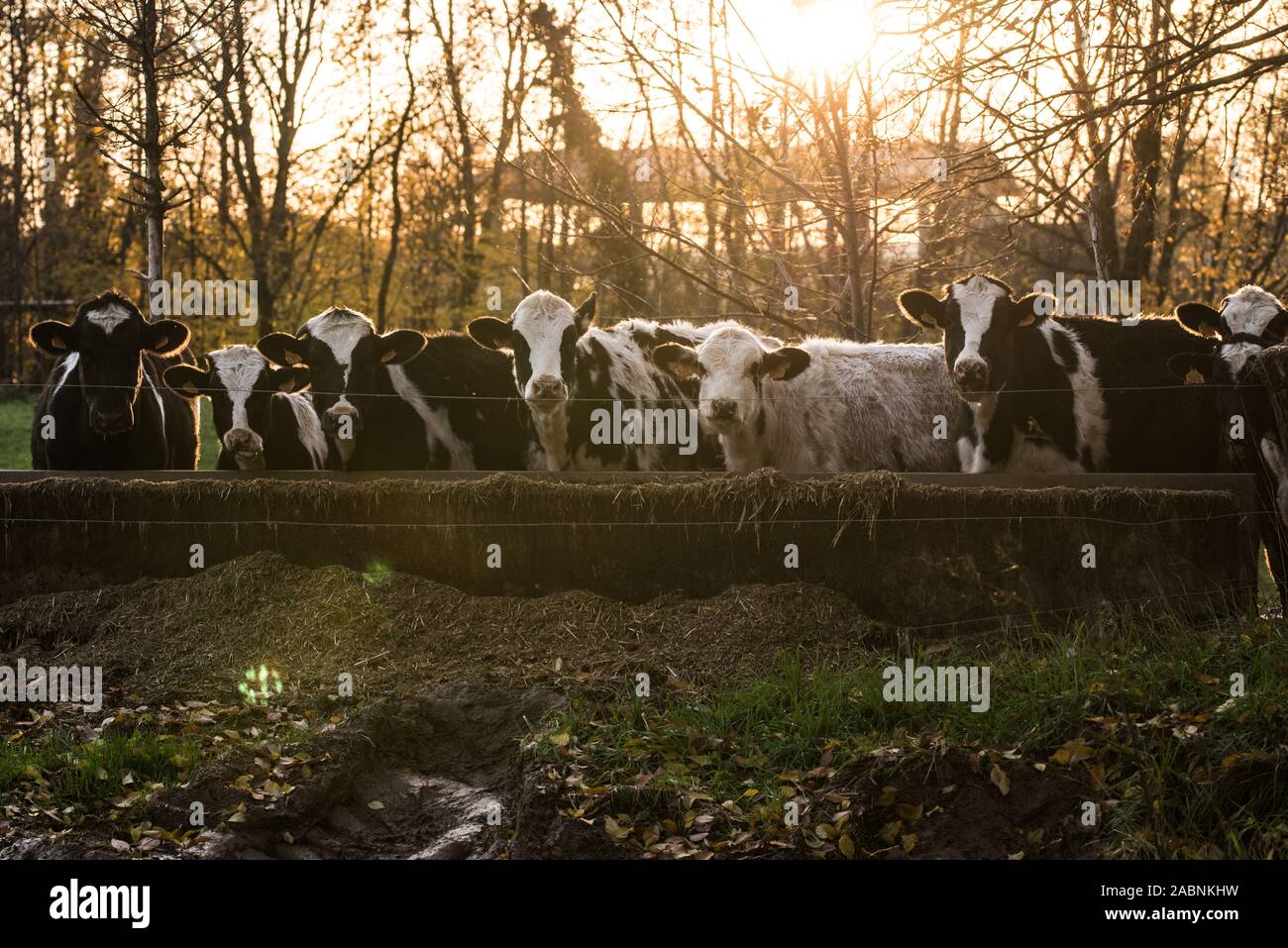 Kühe in der ländlichen Region Piemont, Provinz Novara, Novembre 2019 Stockfoto