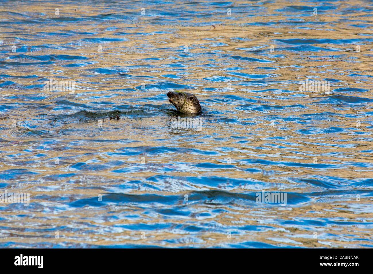 Eine wild Fischotter (Lutra lutra) Eine ungewöhnliche Besucher Palace Wassergraben des Bischofs in Wells, Somerset, England, Großbritannien Stockfoto