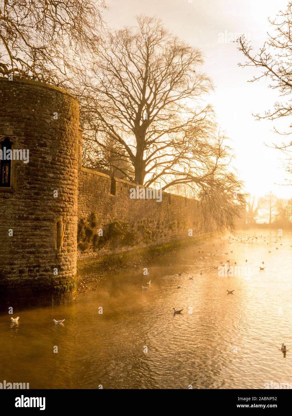 Eines frühen Winter Morgennebel Clearing von Palace Wassergraben des Bischofs in Wells, Somerset, England, Großbritannien Stockfoto