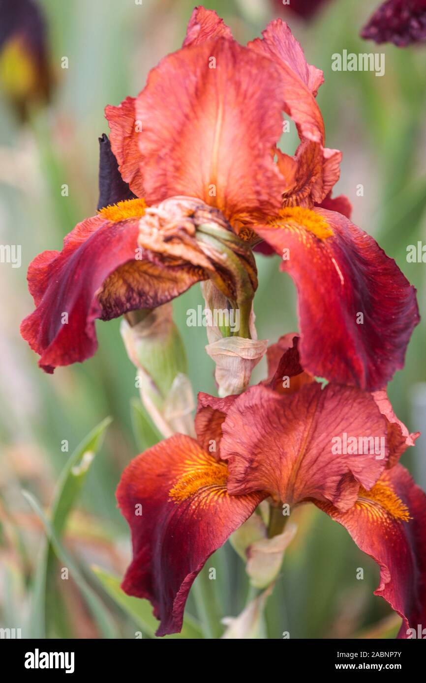 Rote Iris Blume hoch Bärtige Iris „Feuerwehr“ Stockfoto