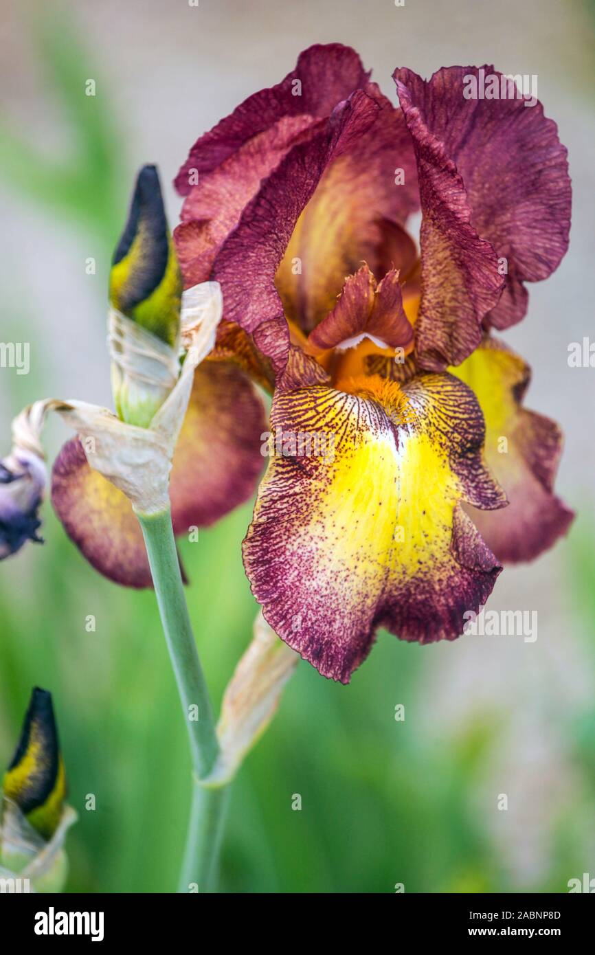 Gelbe Lila Iris „by Line“ Porträt Blume Lila Gelb Stockfoto