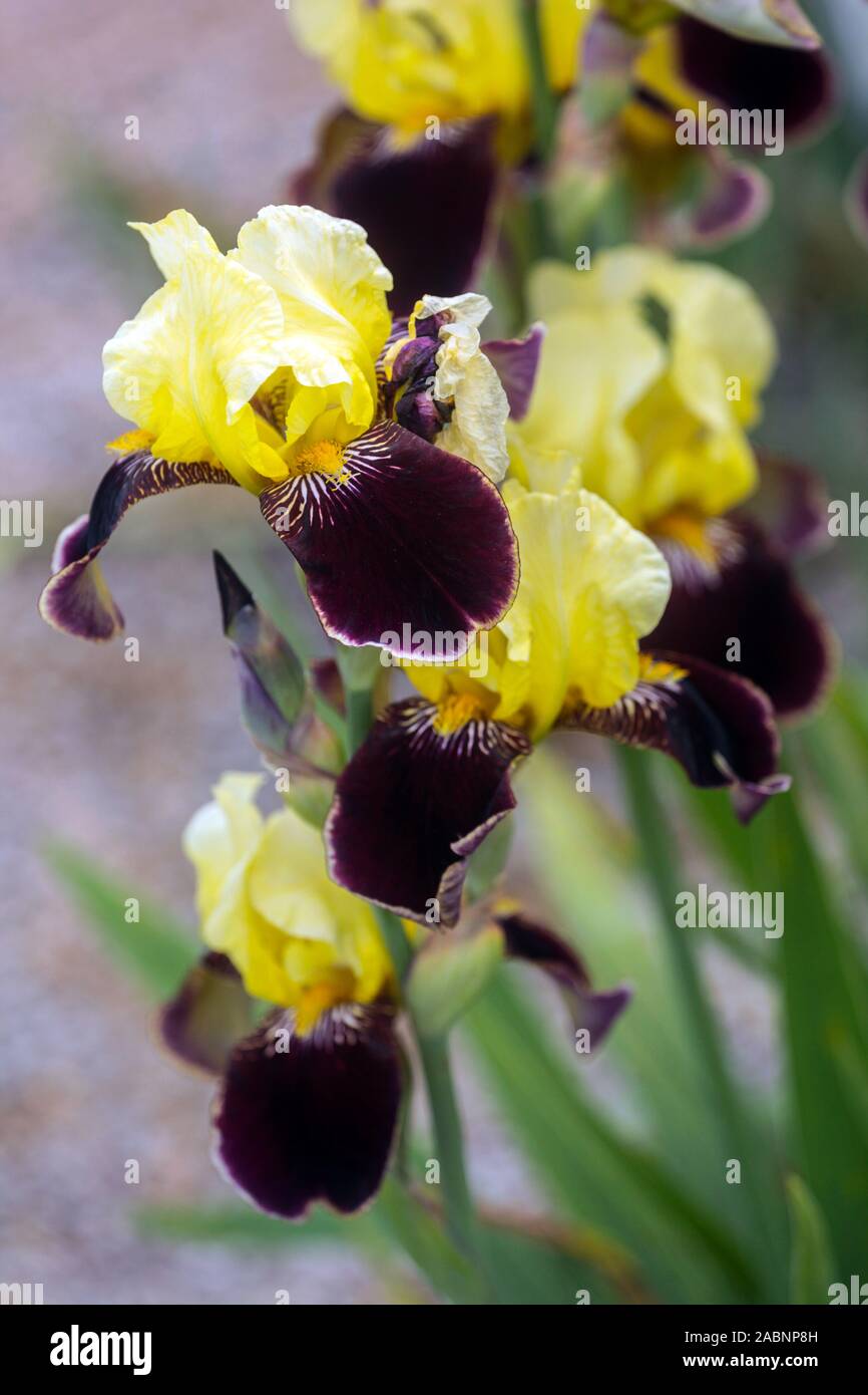 Gelb Lila Iris' Valganza' Stockfoto