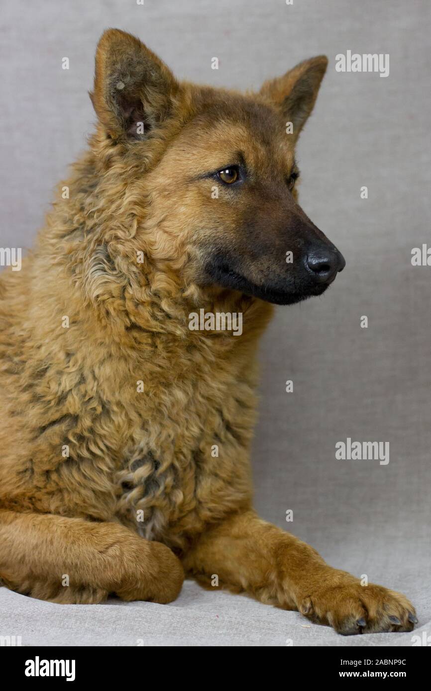 Westerwälder Kuhhund, alte Deutsche Schäferhund, studio Foto Stockfoto