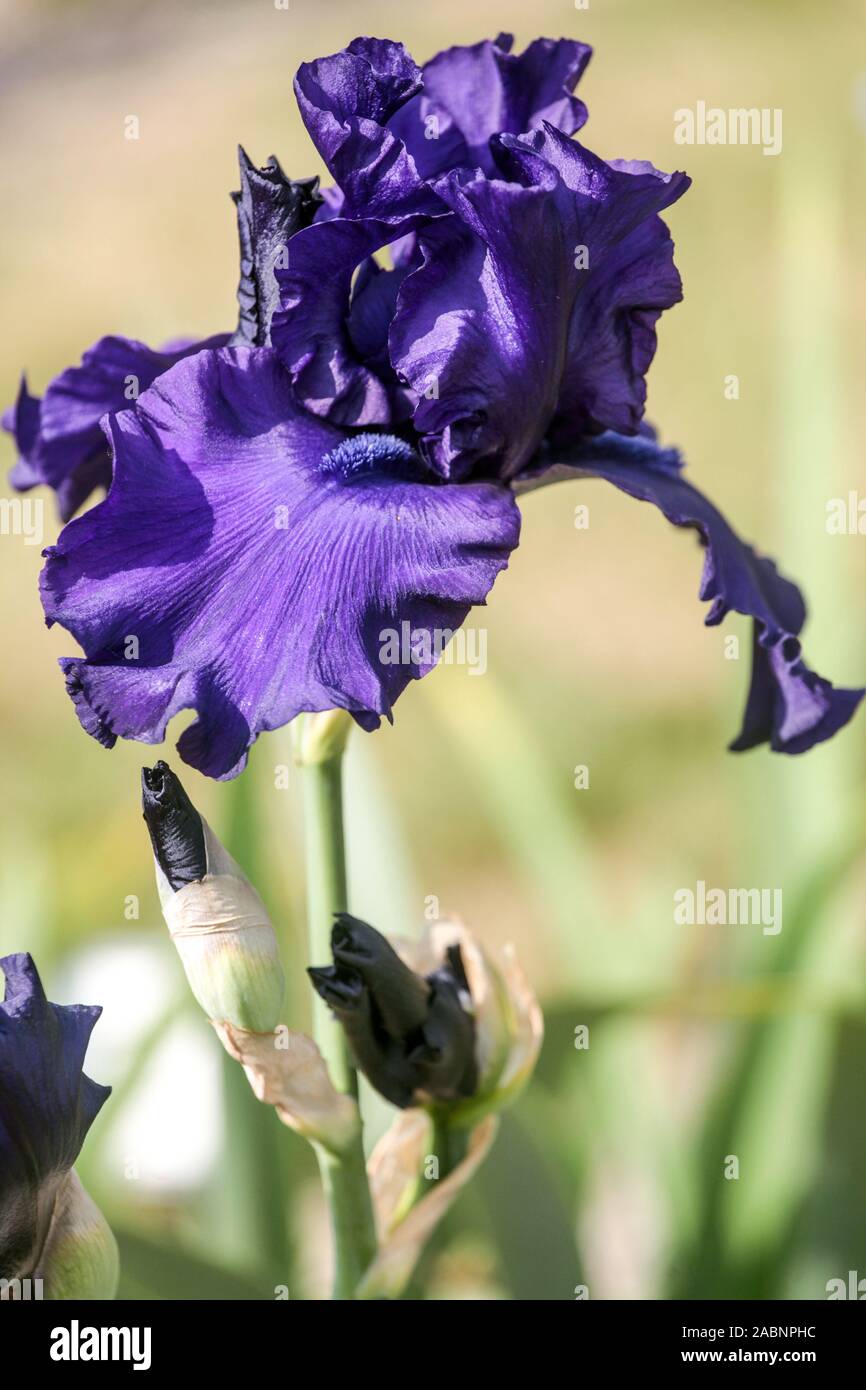 Wunderschöne hohe, bärtige Irisblume Blüte Blüte Iris „Dusky Challenger“ herrliche Blüte Stockfoto
