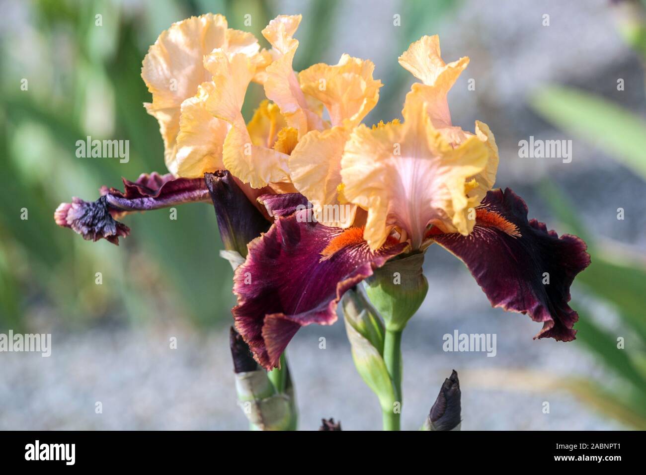 Beige lila Iris 'Chocolate Ecstasy' Stockfoto