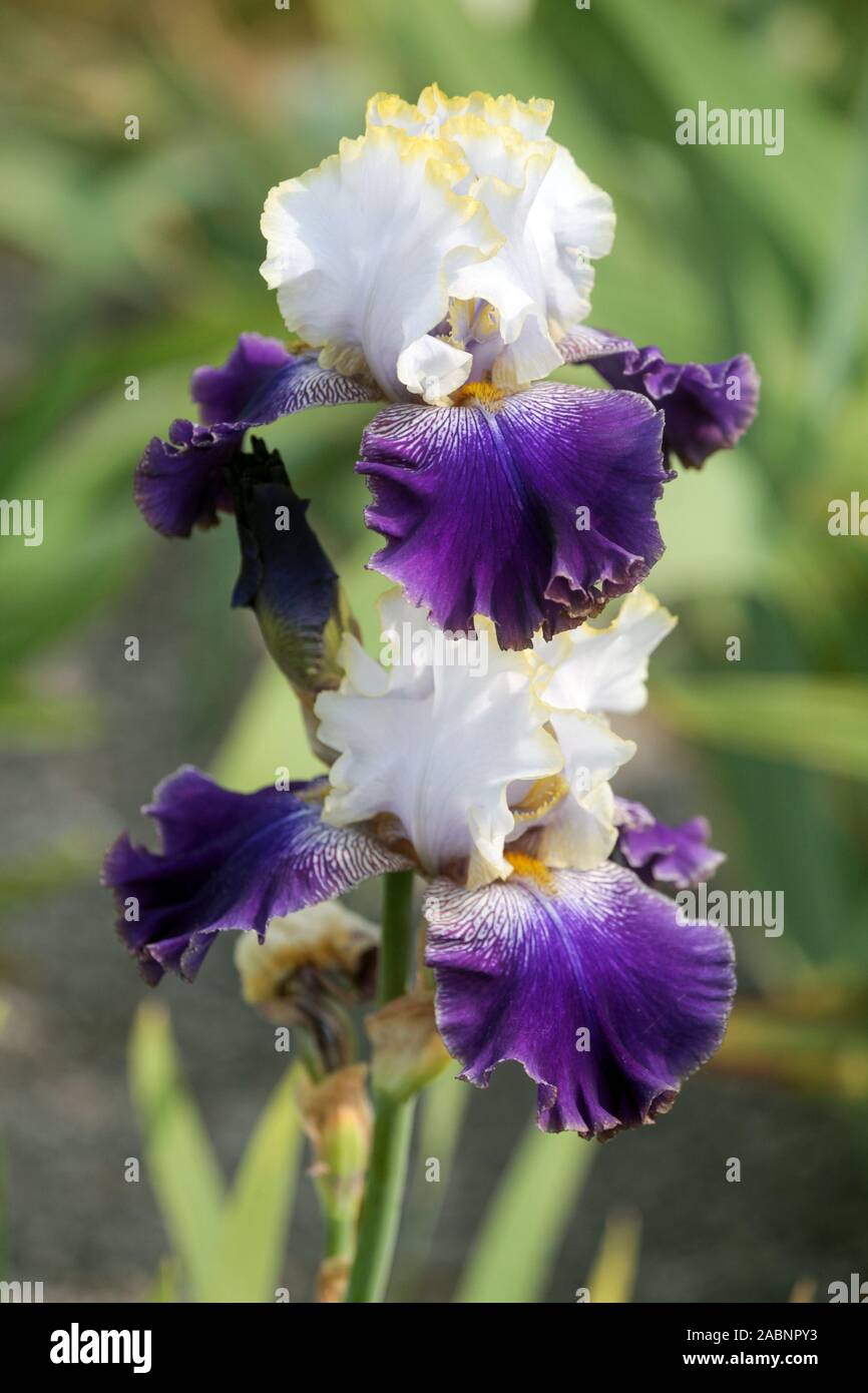 White's Blue Iris slowakische Primce' Stockfoto