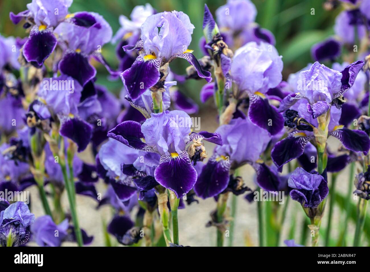 Blue Iris x sambucina in fuul Blüte Stockfoto