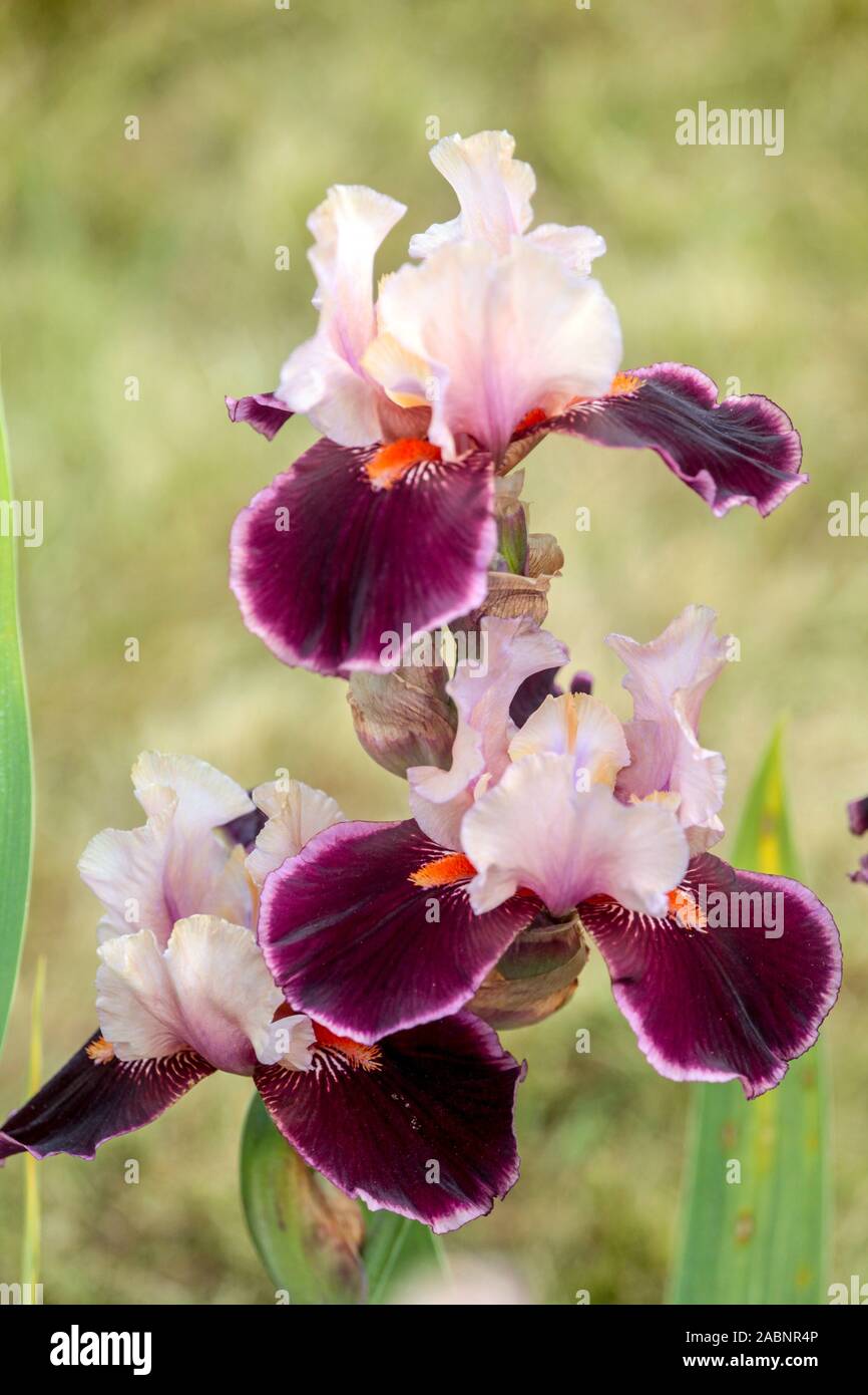 Große bärtige Irisblume lila „Pass the Wine“ Stockfoto