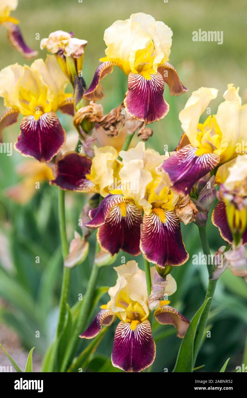 Gelb-lila große bärtige Iris im Gartenbett „Ouural“ Stockfoto