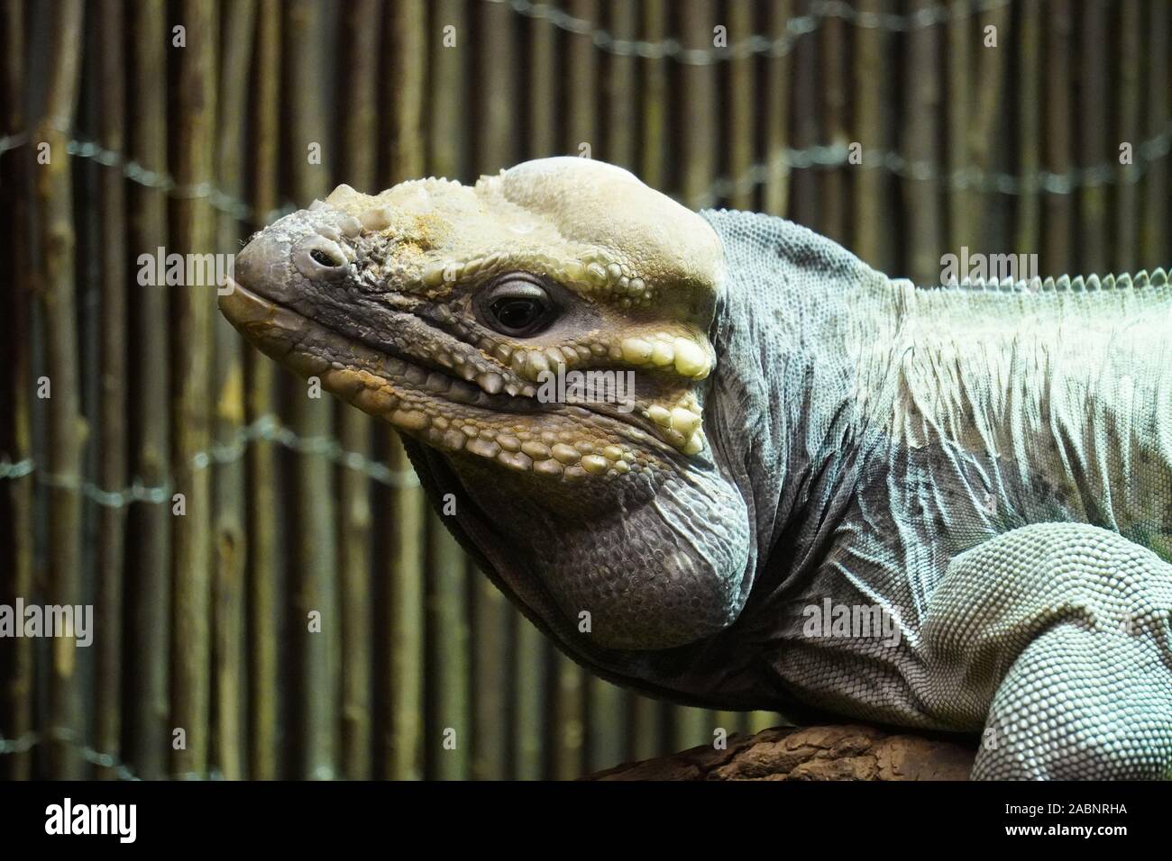 Rhinoceros iguana Stockfoto