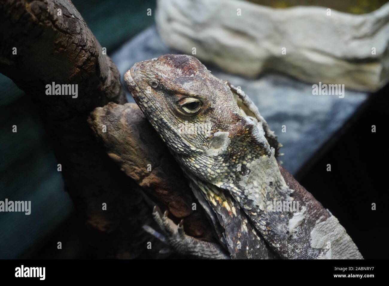 Altertümlichste Hals Eidechse Stockfoto