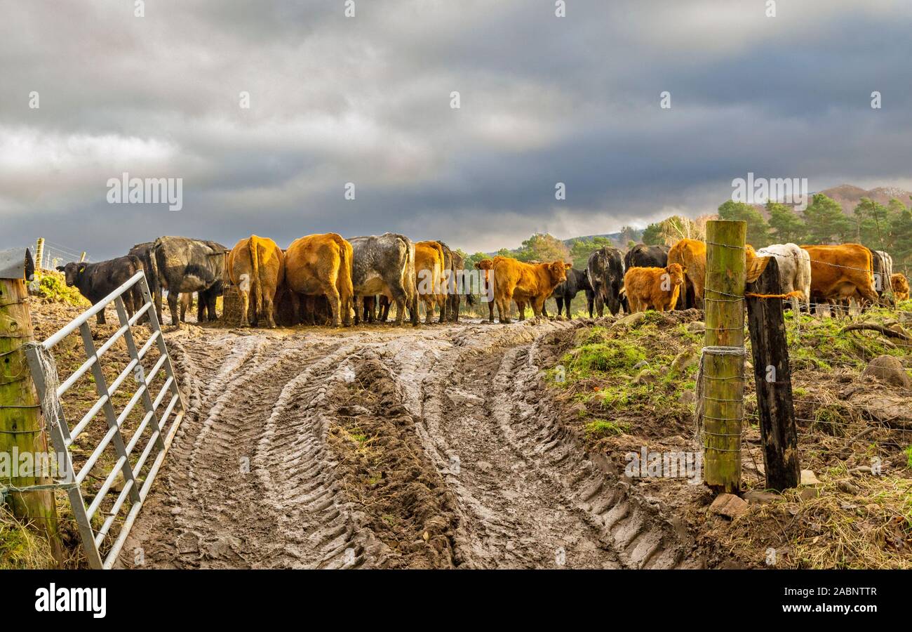 Rinder Fütterung von Heu oder SILEAGE ZUFÜHRUNG IN EINEM FELD VON SCHLAMM BEI SEHR NASSEN WINTER WETTER Stockfoto