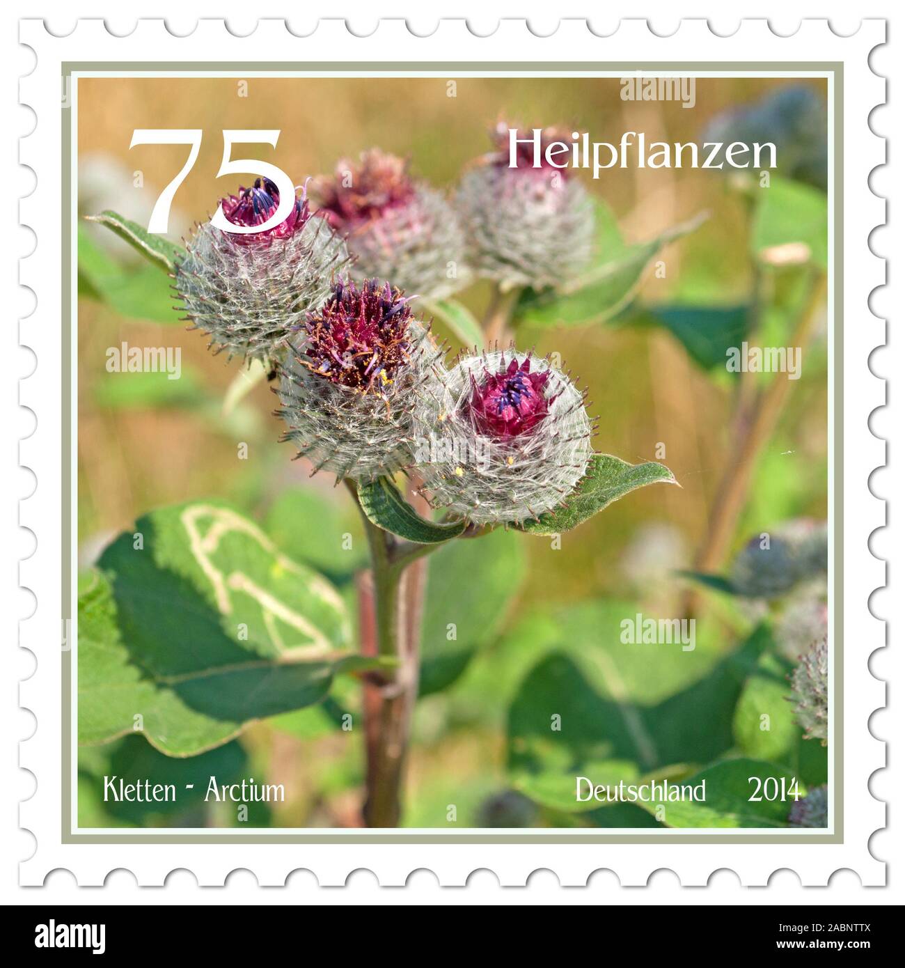 Briefmarke mit dem Bild von Klette, Arctium tomentosum Stockfoto