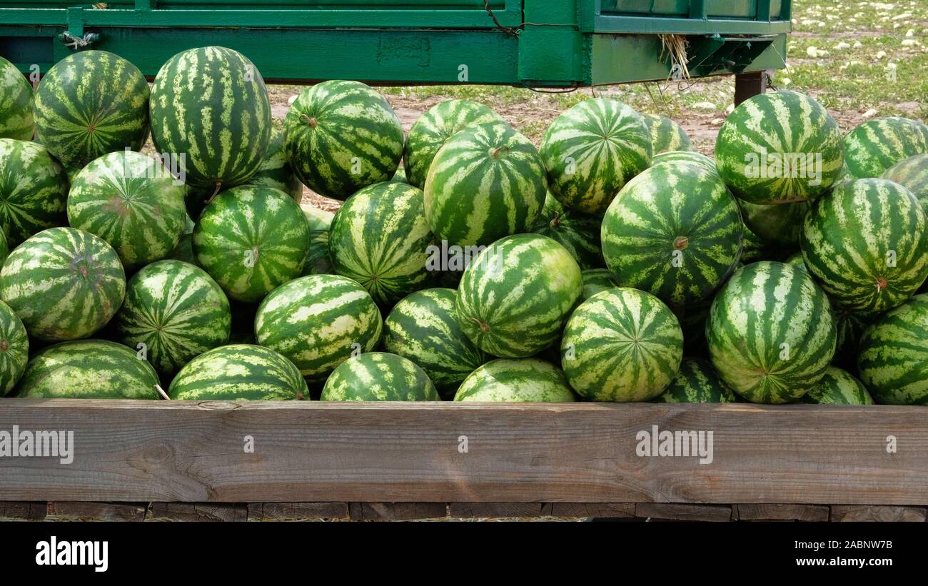 Wassermelonen sind bei Farmers Market nach der Ernte verkauft. Das gesunde Essen. Viele saftige und reife Wassermelonen. Stockfoto