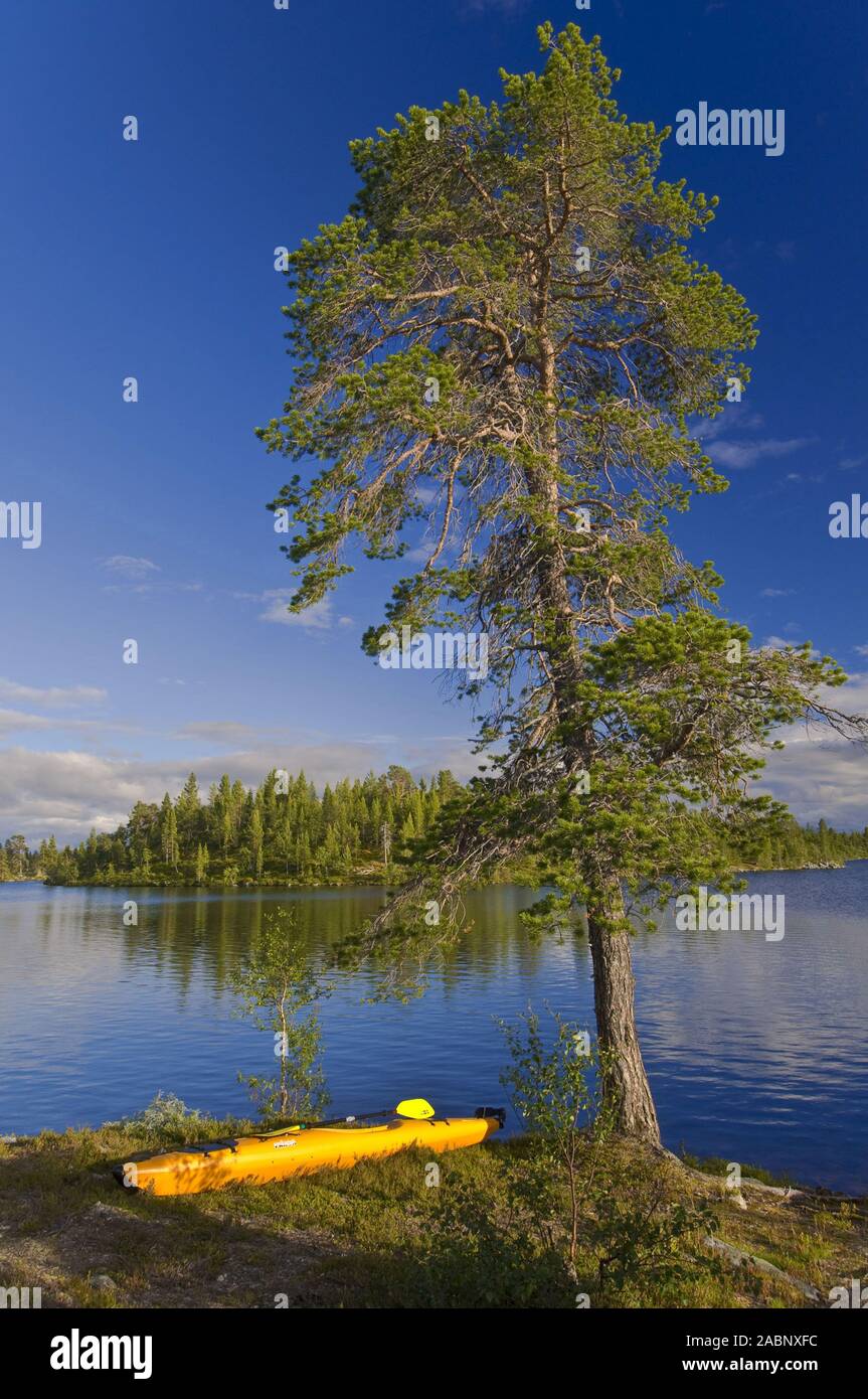 Zelt unter einer Kiefer, Rogen Naturreservat, Haerjedalen, Schweden; Juli 2008 Stockfoto