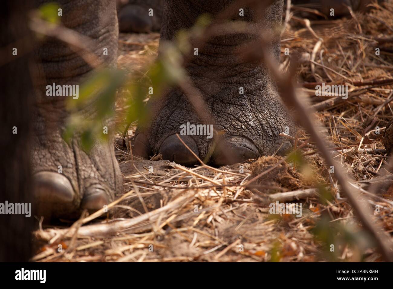 Nahaufnahme eines Afrikanischen Elefanten. Die Zehennägel sind furchterregend und sind für das Schneiden von Pflanzen verwendet. Stockfoto