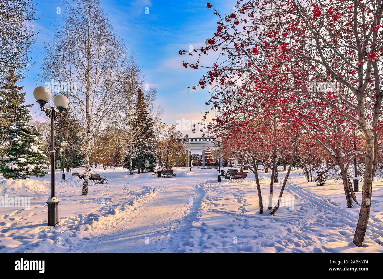 Bunte winter Stadtbild in Abend snowy City Park. Weiß verschneite Gasse mit grünen Tannen und Ebereschen mit leuchtend roten Beeren. Schönheit ein Stockfoto
