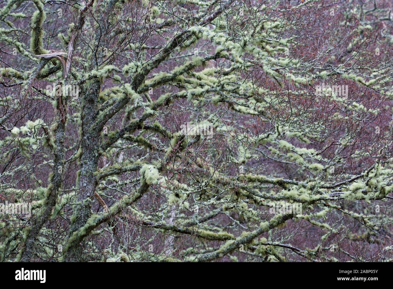 Silver Birch/warty Birke/weiße Birke (Betula pendula/Betula verucosa) Baum fallen im Old Man's Bart Flechten (Usnea Arten) im Winter Stockfoto