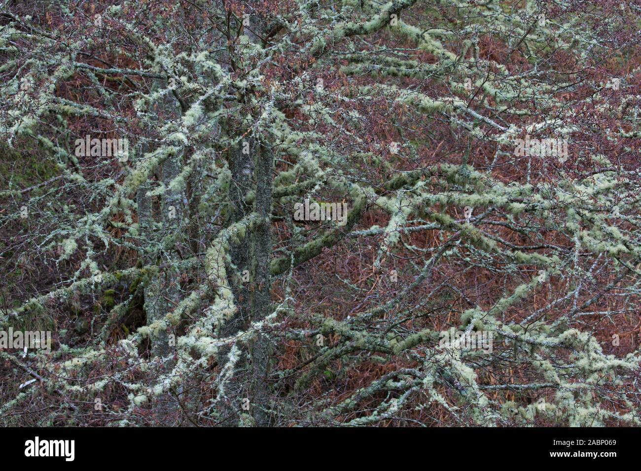 Silver Birch/warty Birke/weiße Birke (Betula pendula/Betula verucosa) Baum fallen im Old Man's Bart Flechten (Usnea Arten) im Winter Stockfoto