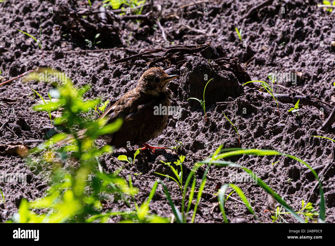 Eine Singdrossel (Turdus philomelos) Stockfoto