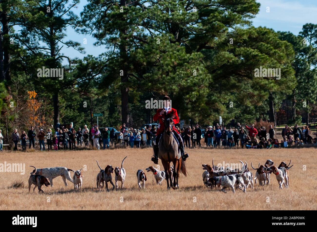 Southern Pines, North Carolina, USA. 27 Nov, 2019. November 28, 2019 - Southern Pines, North Carolina, USA - Huntsman LINCONLN SADLER, Mitte, sammelt die Jagdhunde vor der 105 jährlichen Segnung der Jagdhunde, Buchan Feld. Durch Die Moore County Hounds Jagd Verein bewirtete, das Ereignis ist ein Thanksgiving Tradition in der Moore County. Reiter in traditionellen formellen Jagd Kleidung für eine der ältesten Jagden in der Nation. Die Penn-Mary Del Jagdhunde sind im Privatbesitz, stammt aus dem Jahr 1914. Credit Bild: © Timothy L. Hale über ZUMA Draht) Credit: Timothy L. Hale/ZUMA Draht/Alamy leben Nachrichten Stockfoto