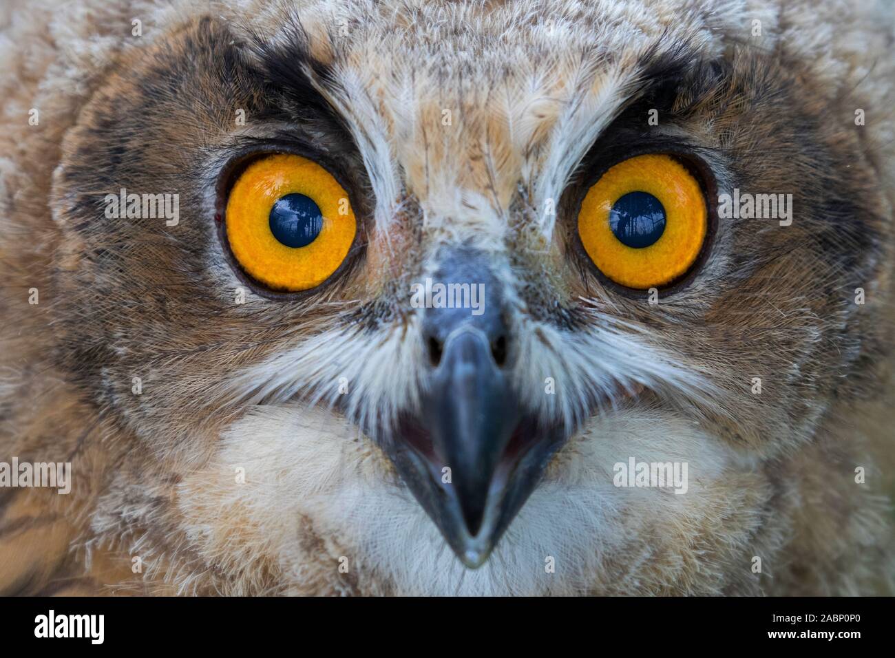 Close-up Portrait von Eurasischen Uhu/Jungen Europäischen Uhu (Bubo bubo) owlet Stockfoto