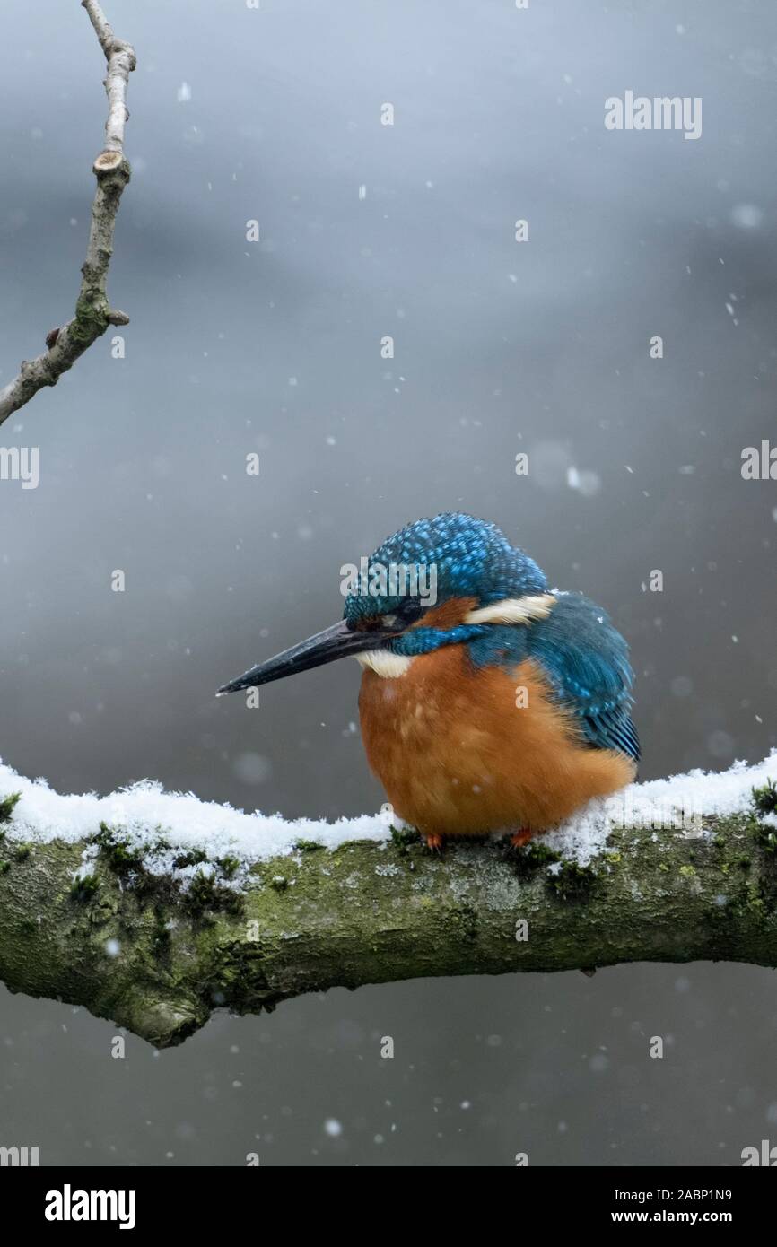 Eurasischen Kingfisher/Eisvogel (Alcedo atthis), männlich im Winter, auf einer natürlichen Zweig, Jagd thront, fallenden Schnee, Wildlife, Europa. Stockfoto
