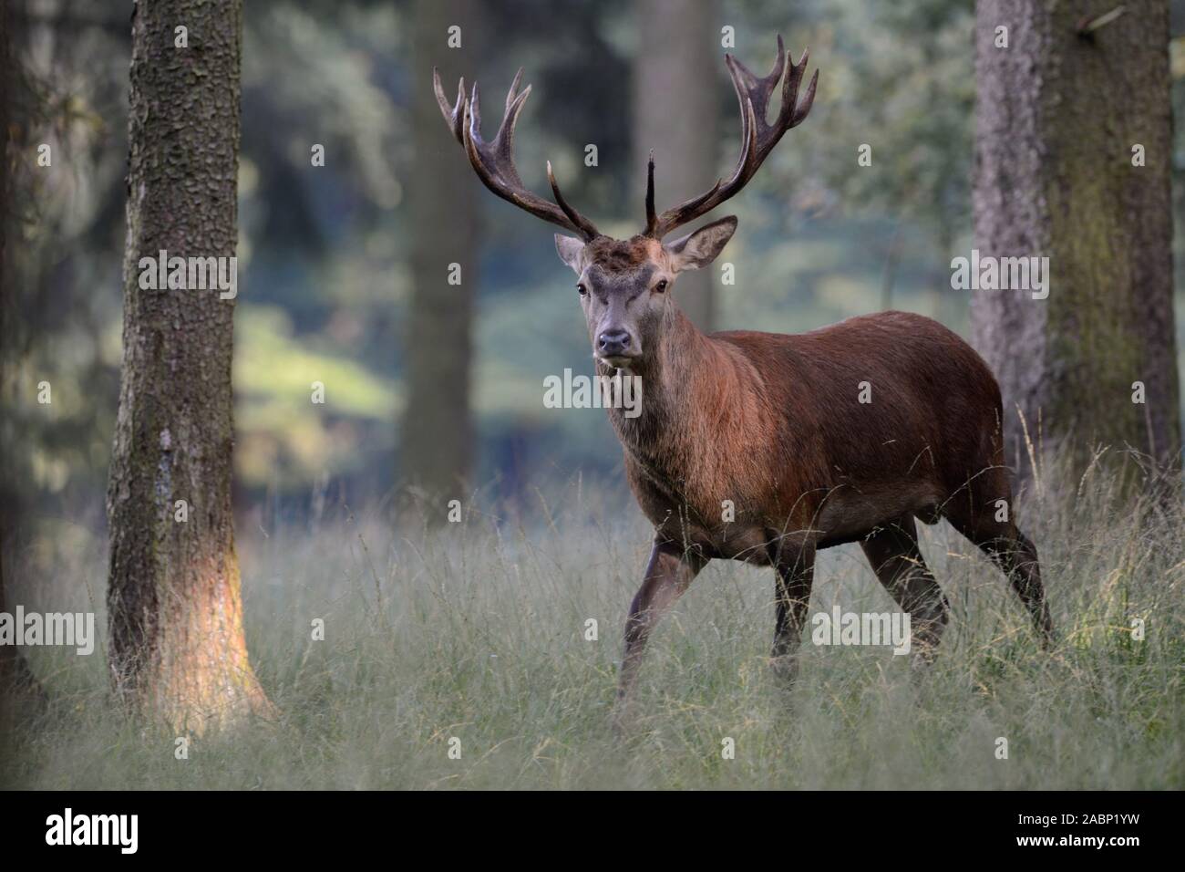 Red Deer (Cervus elaphus), junge schöne Männer, Hirsch, in lichten Wäldern stehen, beobachten, in nette Einstellung, Europa. Stockfoto