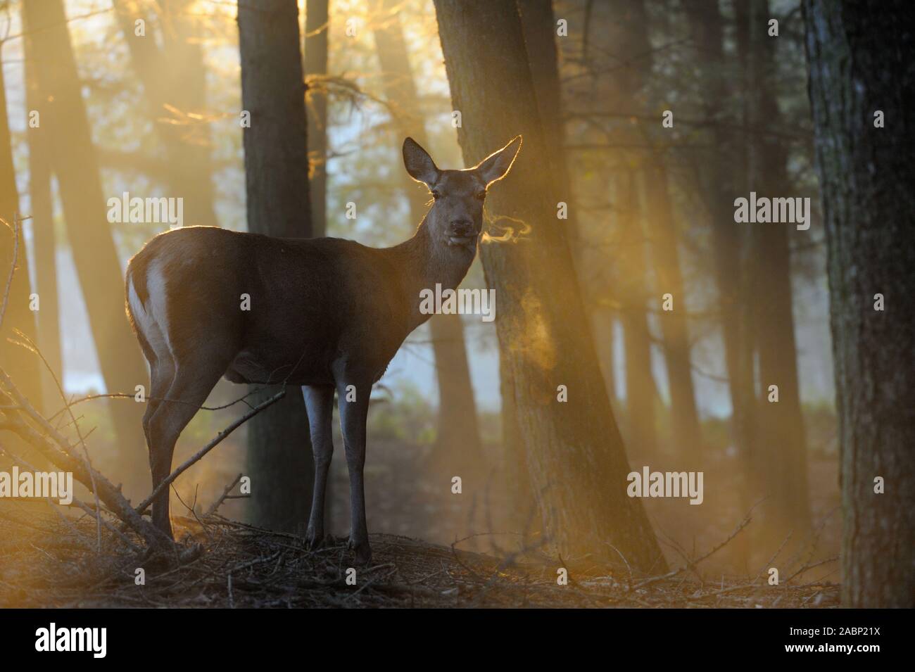 Red Deer (Cervus elaphus), Hind, am Rande eines Waldes auf einem nebligen Morgen stehen, wunderbar stimmungsvollen Hintergrundbeleuchtung, sichtbaren Atem Cloud, Europa. Stockfoto