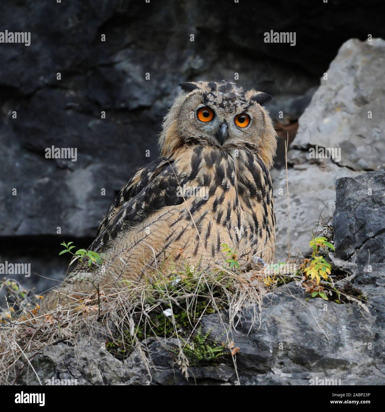 Uhu/Uhu (Bubo bubo), juvenile Vogel, der in der Neigung von einem alten Steinbruch sitzen, aufmerksam zu beobachten, sieht lustig, Wildlife, Europa. Stockfoto