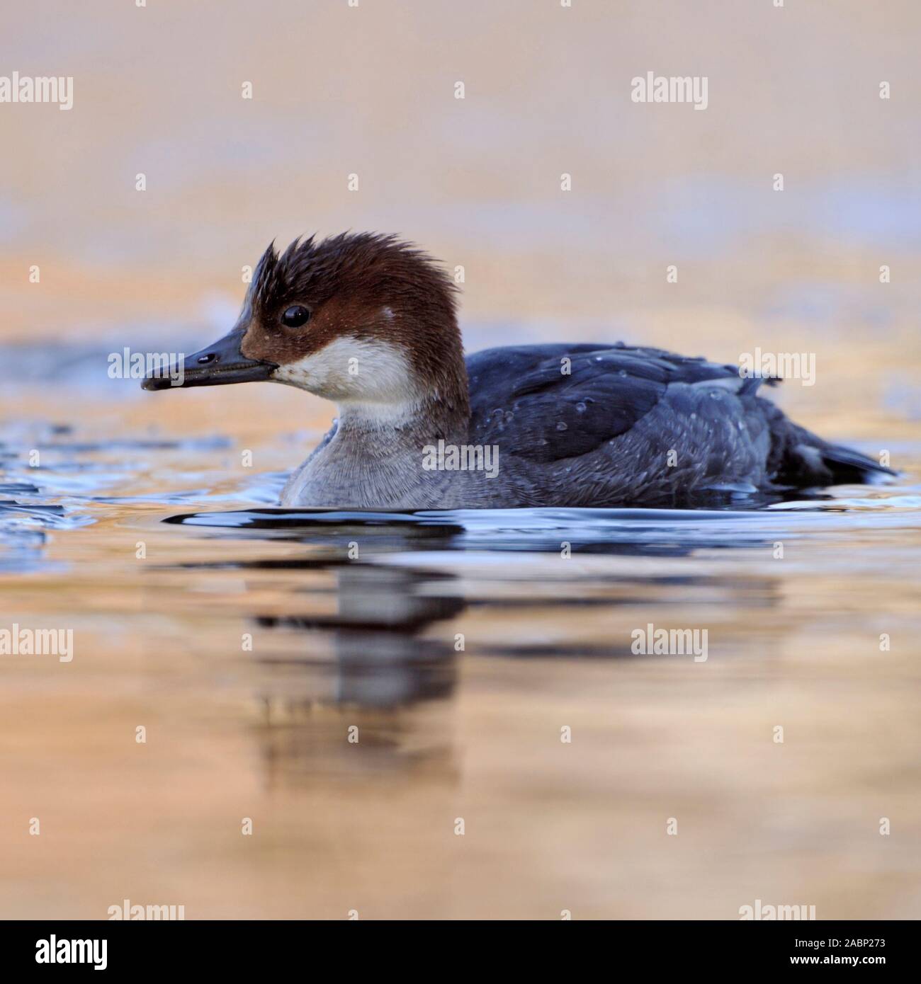 Smew/Zwergsäger (Mergellus albellus), weiblichen Erwachsenen, Schwimmen im Einfrieren eiskaltes Wasser entlang der Eiskante, winter Gast in Westeuropa, wildlif Stockfoto