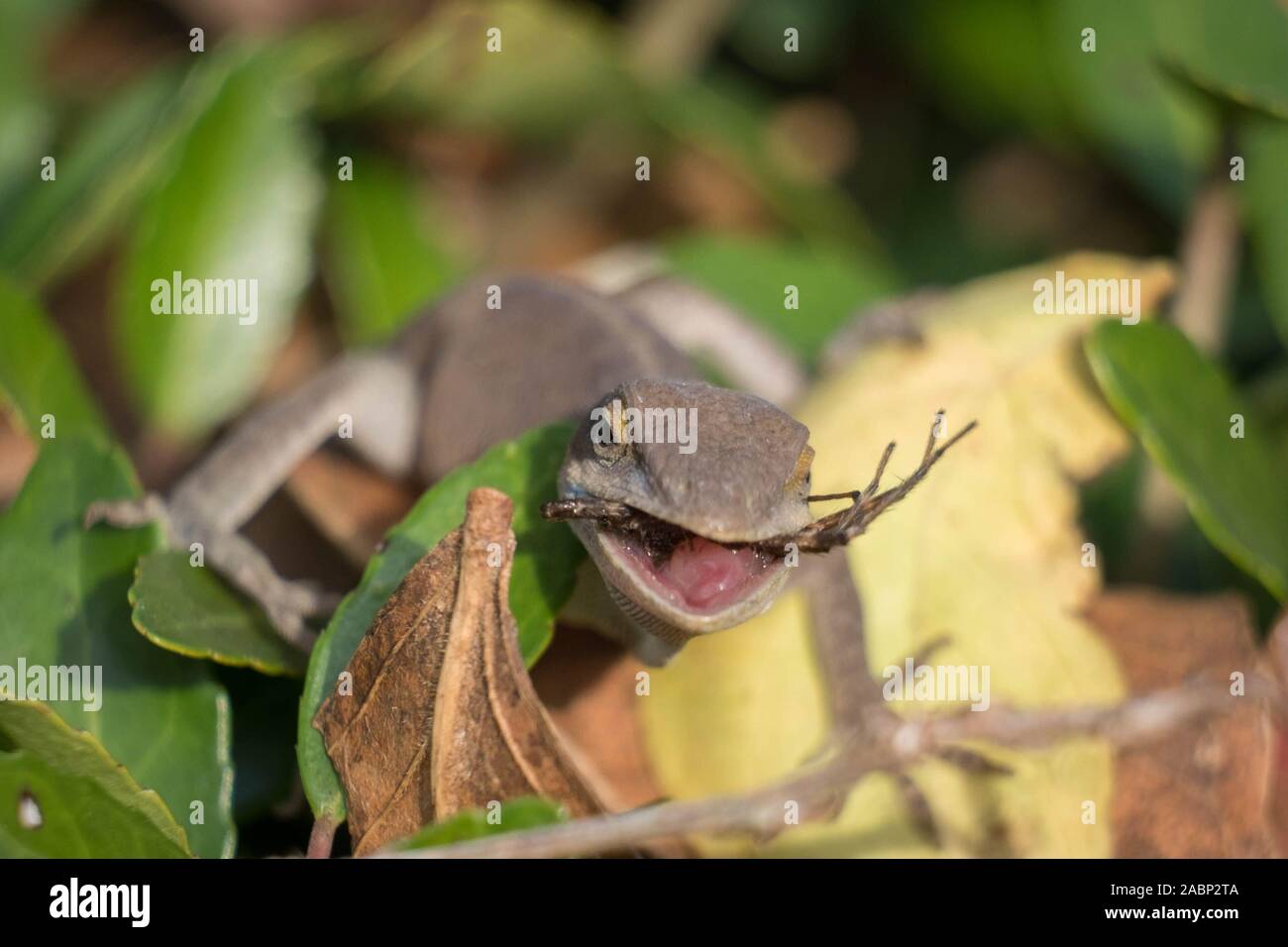 Ein Carolina Anole smacks auf eine Spinne für das Mittagessen. Yates Mühle County Park, Raleigh, North Carolina. Stockfoto