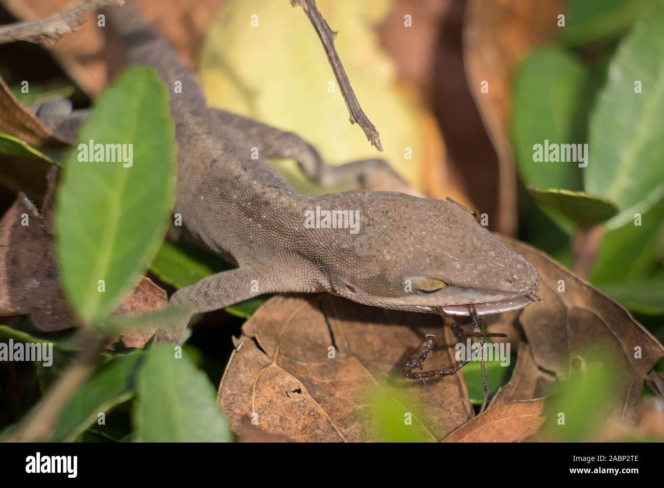 Ein Carolina Anole feste auf eine Spinne für das Mittagessen. Yates Mühle County Park, Raleigh, North Carolina. Stockfoto