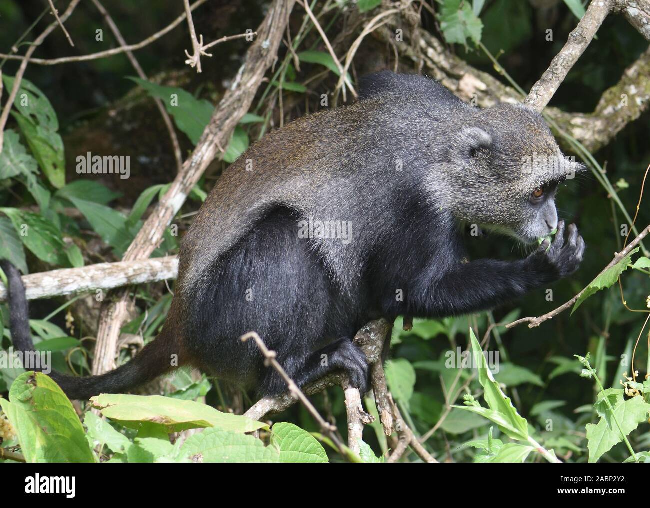 Ein Sykes' Affen (Cercopithecus albogularis) Futter für die Blätter. Arusha Nationalpark. Arusha, Tansania. Stockfoto
