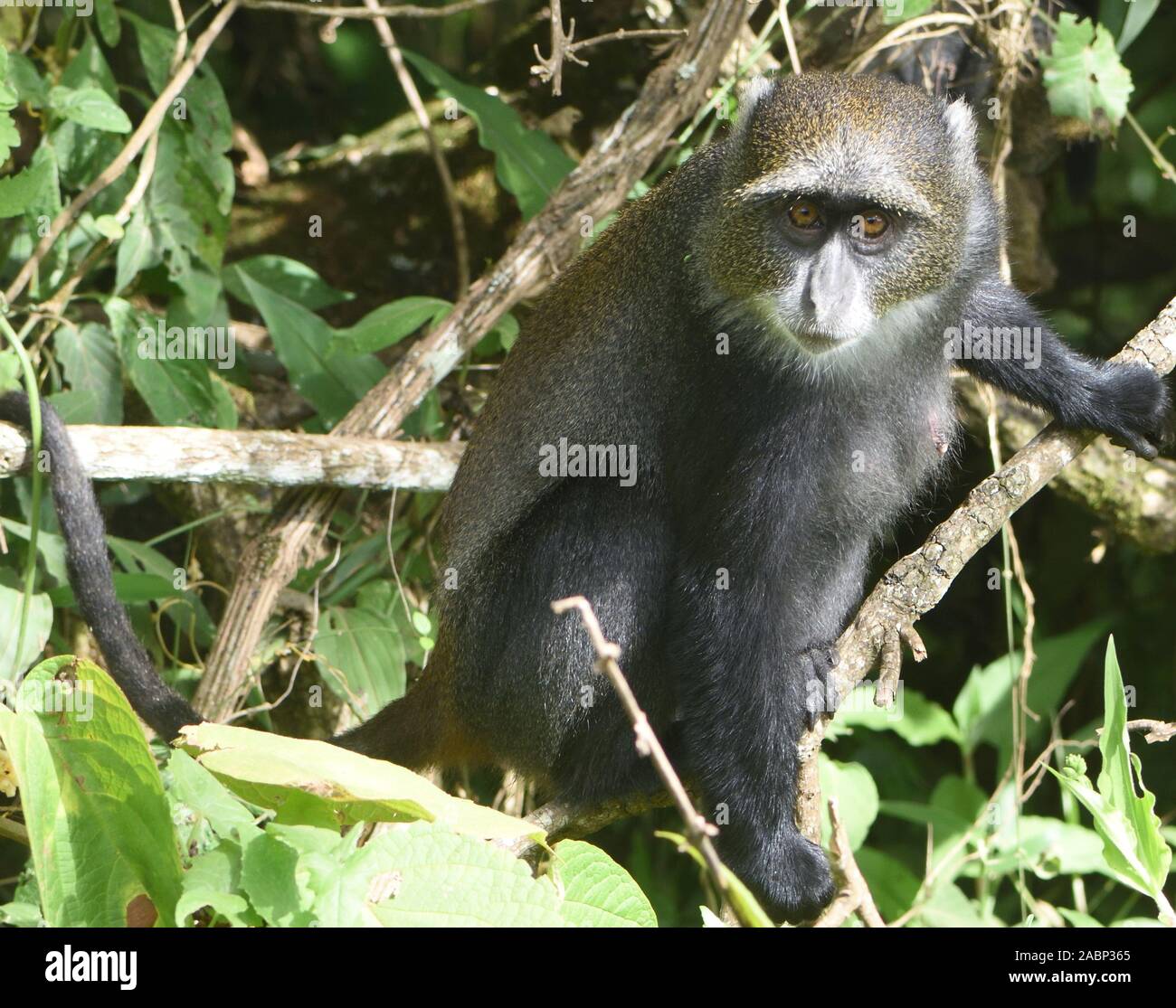 Ein Sykes' Affen (Cercopithecus albogularis) Futter für die Blätter. Arusha Nationalpark. Arusha, Tansania. Stockfoto