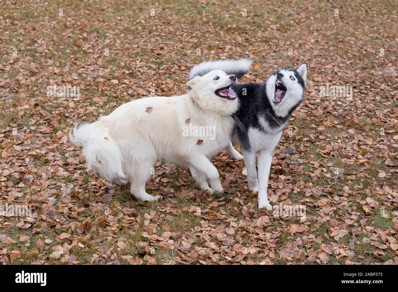 Süße sibirische Husky und multibred Hund spielen im Herbst Park. Jahreszeiten des Jahres. Stockfoto