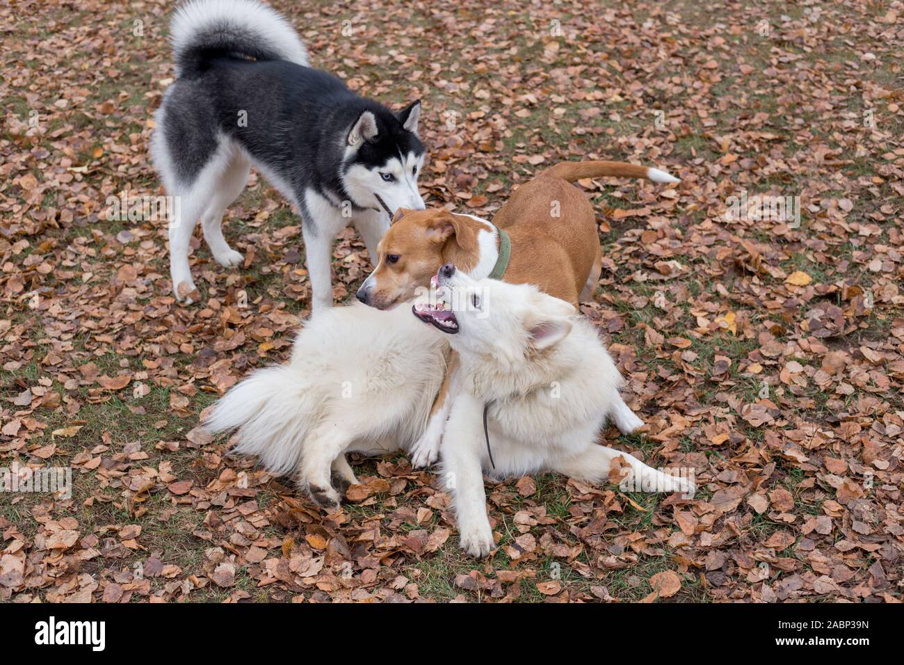 Süße sibirische Husky und zwei multibred Hunde spielen im Herbst Park. Jahreszeiten des Jahres. Stockfoto