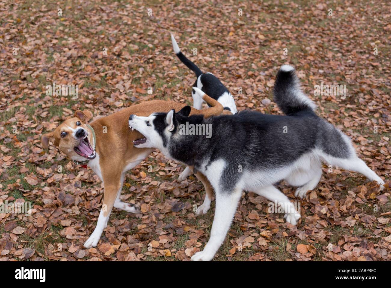 Schwarze und weiße sibirische Husky und multibred Hund spielen im Herbst Park. Jahreszeiten des Jahres. Heimtiere. Reinrassigen Hund. Stockfoto