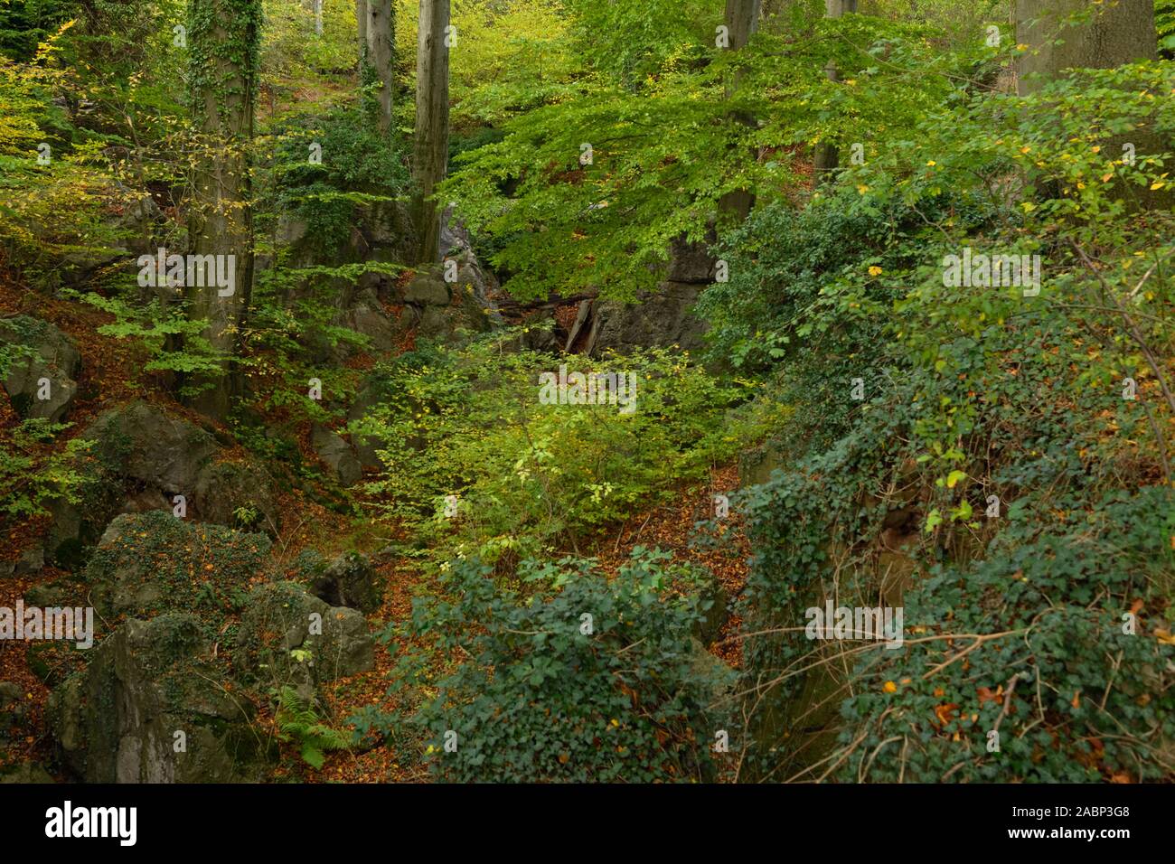 Felsenmeer, berühmte Naturschutzgebiet, Meer von Felsen in der Nähe von Hemer, Sauerland, wild-romantischen Buchenwald im Herbst, Herbst, in Deutschland, in Europa. Stockfoto