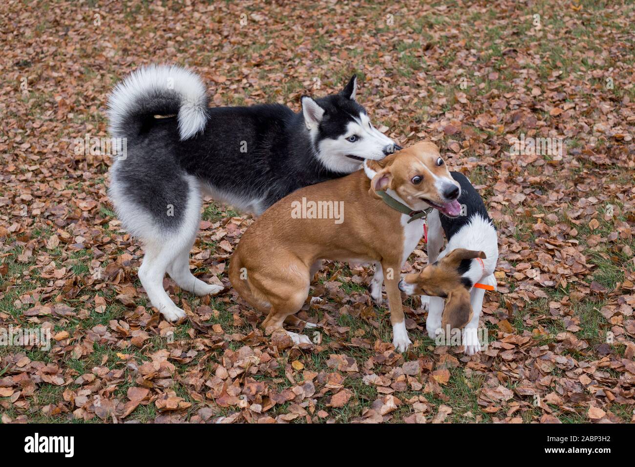 Schwarze und weiße sibirische Husky, Hund und multibred Estonian hound Welpen spielen im Herbst Park. Jahreszeiten des Jahres. Heimtiere. Reinrassigen Hund. Stockfoto