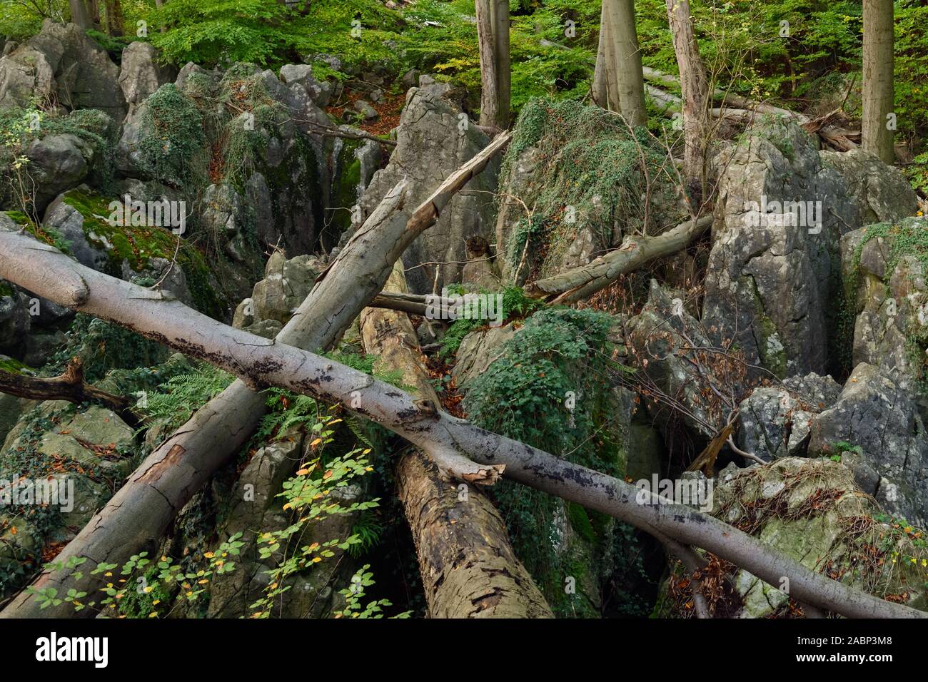 Felsenmeer, berühmte Naturschutzgebiet, Meer, rock Chaos von Hemer, wild-romantischen Buchenwald im Herbst, Herbst, Westfalen, Deutschland, Europa. Stockfoto