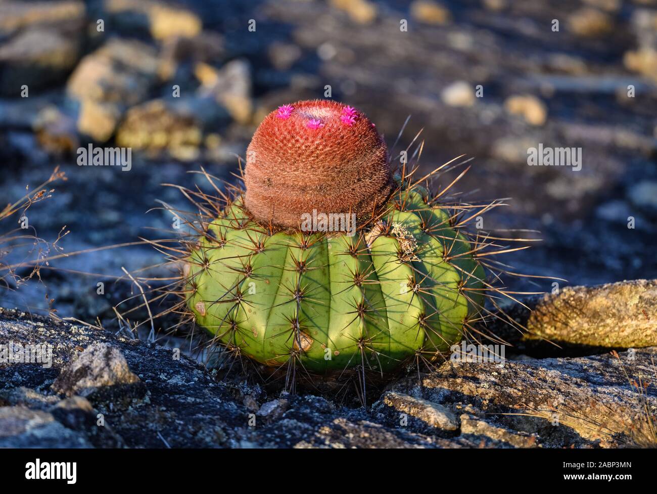 Melonen Kaktus (Melocactus zehntneri) bereit zu Blume in ihrer Heimat. Bahia, NE Brasilien, Südamerika. Stockfoto