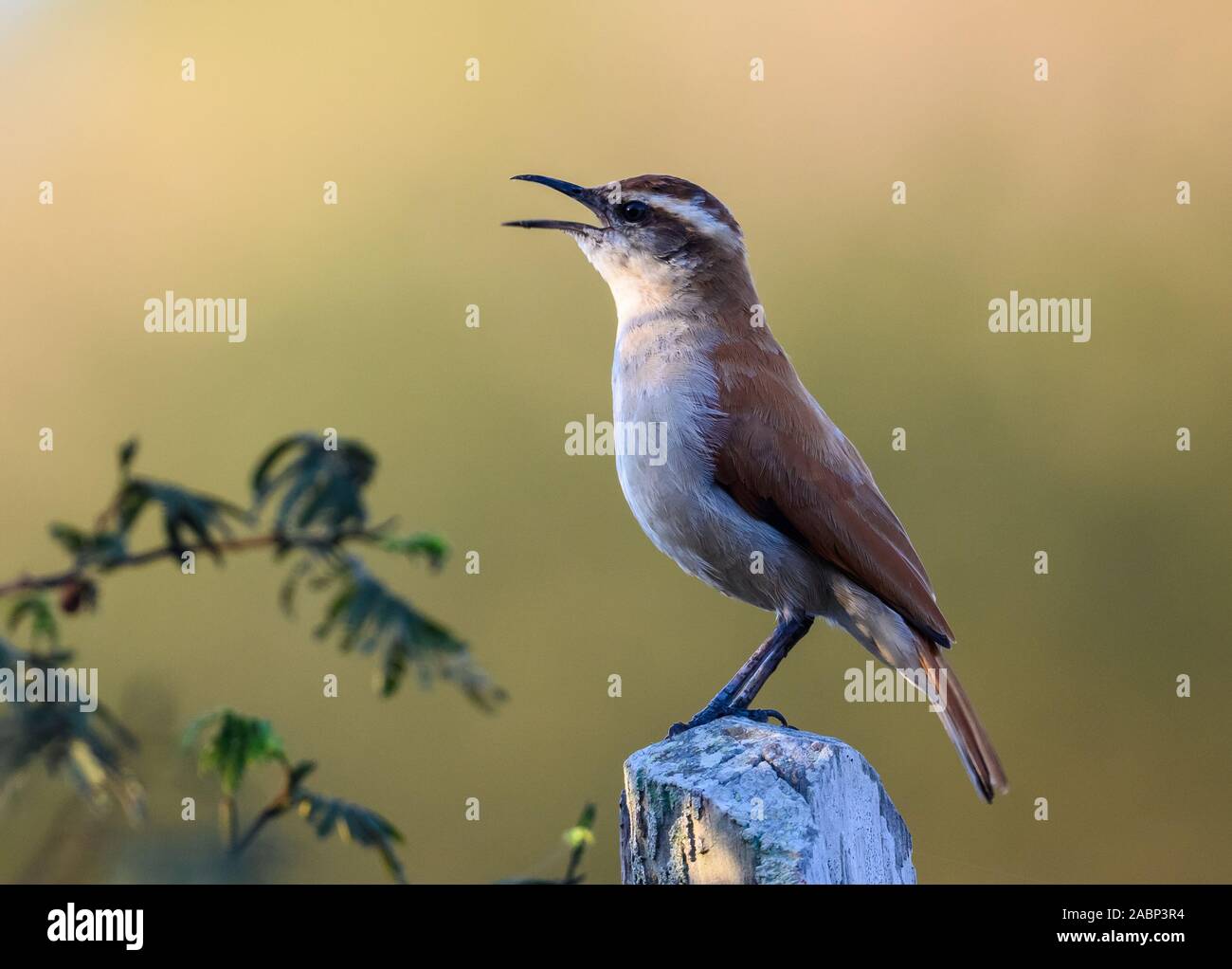 Lange-billed Wren?. Brasilien, Südamerika. Stockfoto