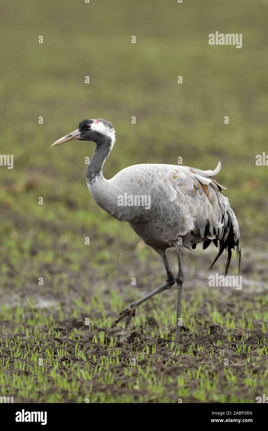 Kranich/Graukranich (Grus Grus), Erwachsener, wandern über Ackerland, seaching für Lebensmittel, Winterweizen, Zugvogel, Wildlife, Europa. Stockfoto