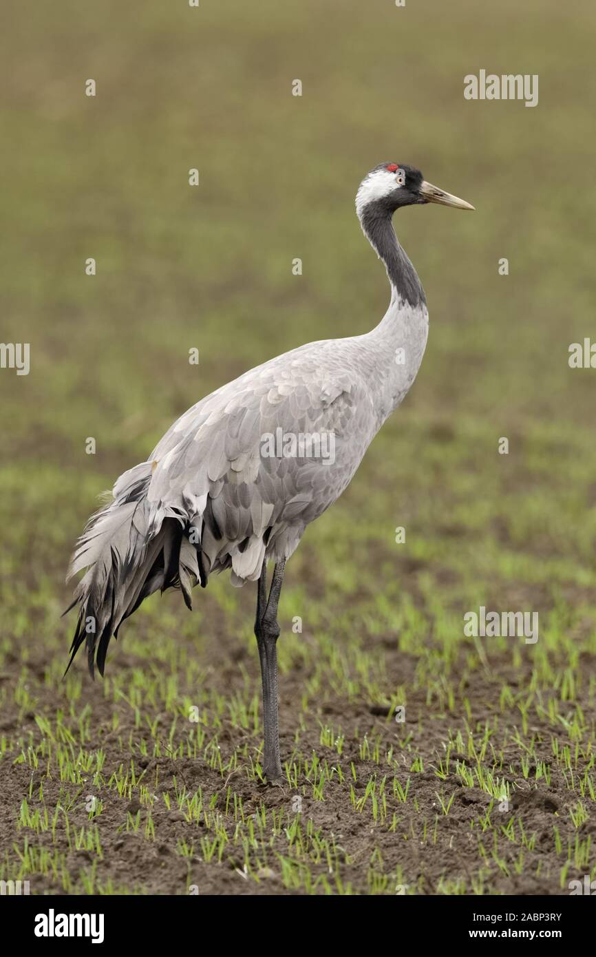 Kranich/Graukranich (Grus Grus), Erwachsener, stehend auf Ackerland, Winterweizen, während der Migration, Wildlife, Europa. Stockfoto