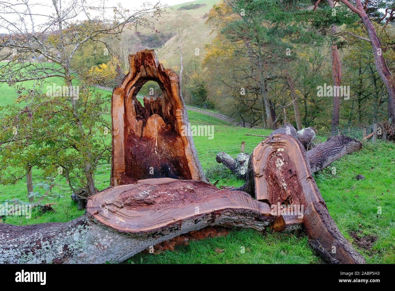 Die Abbildung zeigt einen Schnitt Baum, nachdem er während eines Gale, Dorset, Großbritannien - Johannes Gollop Stockfoto